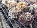 Sea urchins grilling philippines 1600 faa18062016.jpg